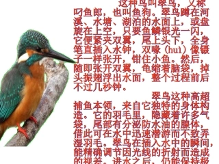 《翠鸟》课件 (2)