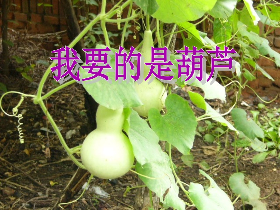 《我要的是葫芦》_第1页
