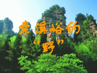 索溪峪的“野” (2)