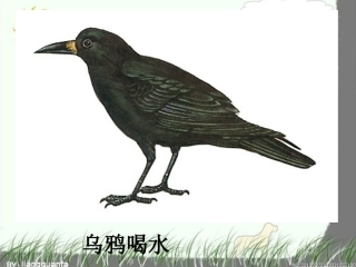 乌鸦喝水第一课时