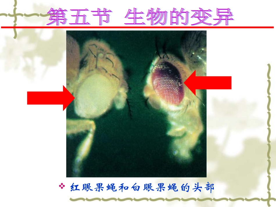 第5节生物的变异_第3页