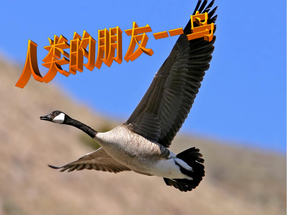 项目三人类的朋友——鸟_第2页