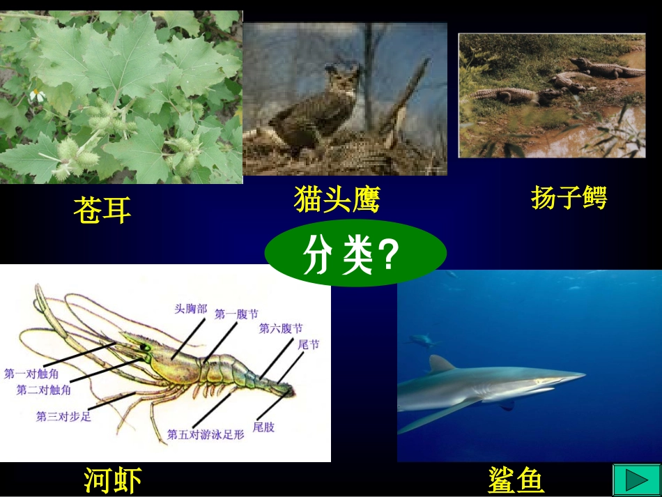 动物的主要类群_第2页