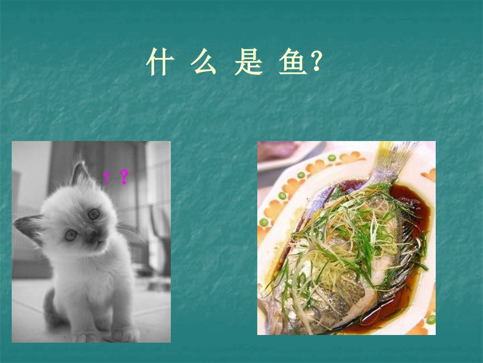 人教版八年级生物上册514鱼类课件（共39张PPT）_第2页