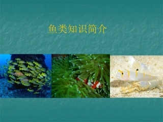 人教版八年级生物上册514鱼类课件（共39张PPT）