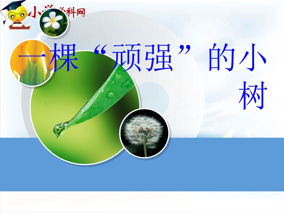 一棵顽强的小树_第1页