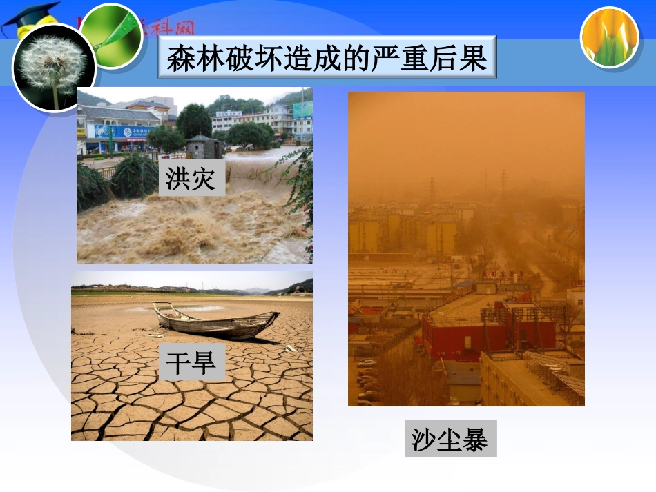 一棵顽强的小树_第3页