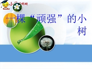 一棵顽强的小树