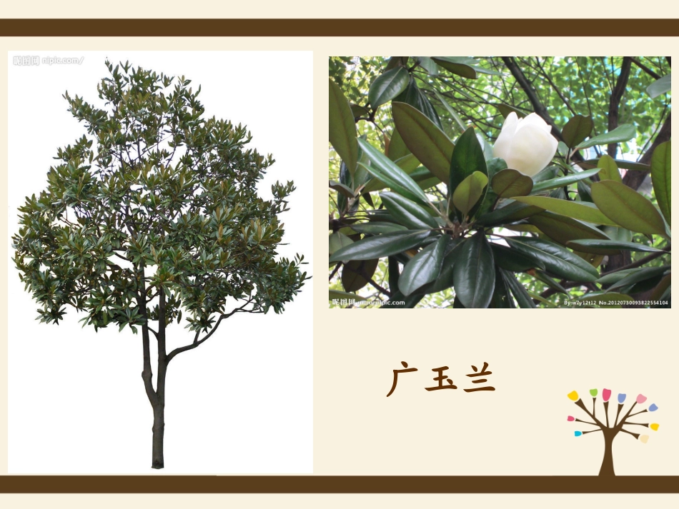 落叶树与常青树_第3页