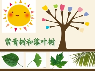 落叶树与常青树