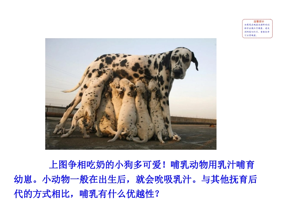 哺乳动物课件_第3页