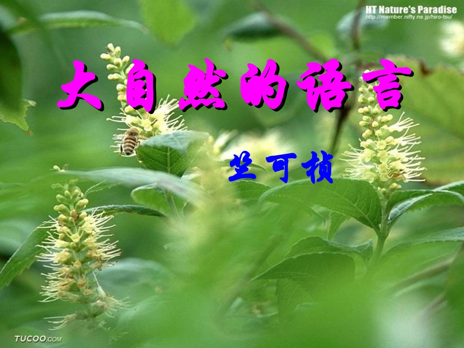 大自然的语言_第1页