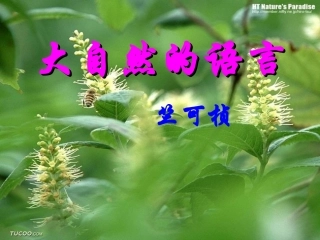 大自然的语言
