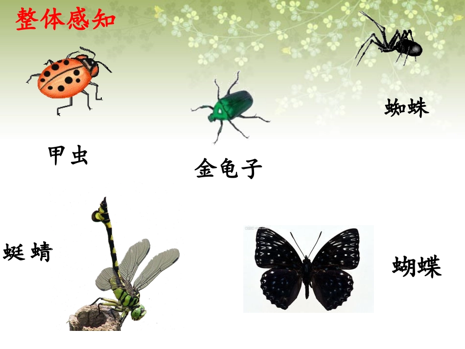 《装满昆虫的口袋》课件1_第2页