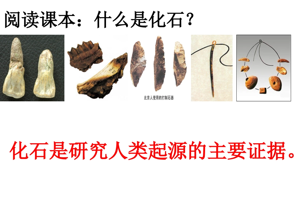 第1课中华大地的远古人类_第3页