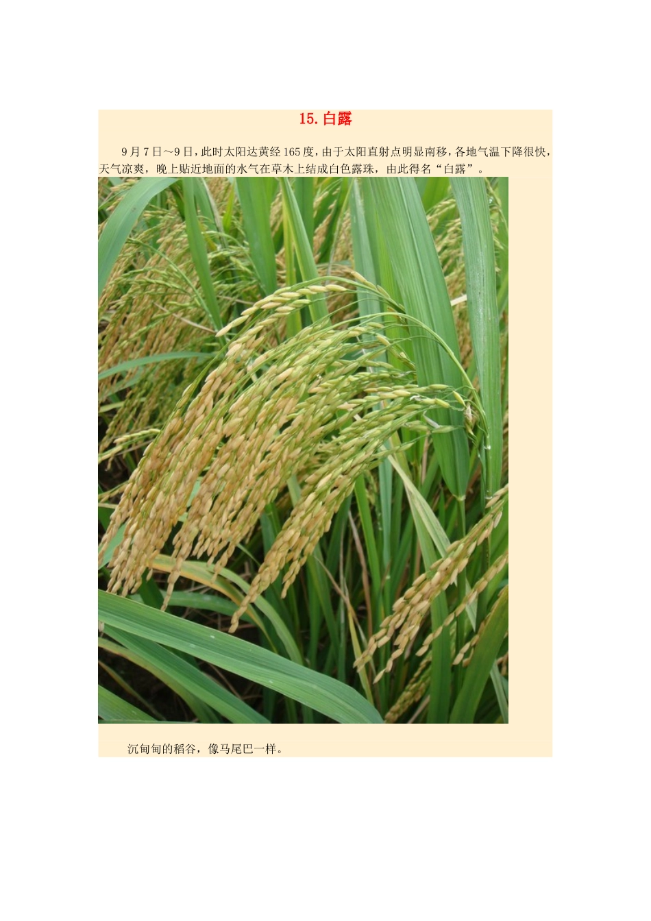 2015年高中地理24节气摄影素材15白露_第1页