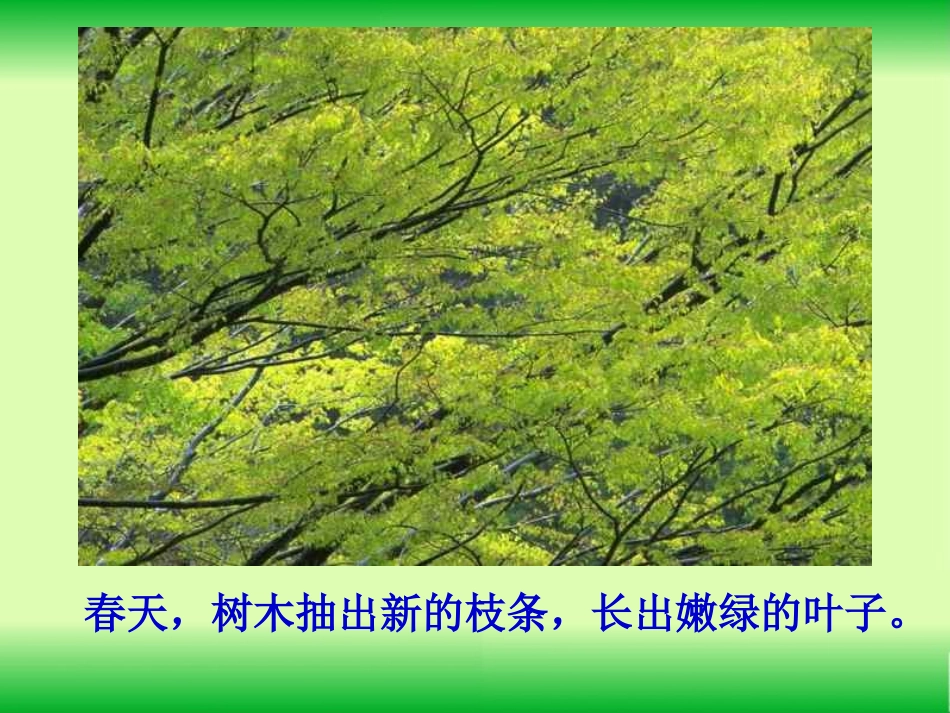 美丽的小兴安岭 (2)_第3页