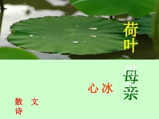 荷叶母亲 (5)