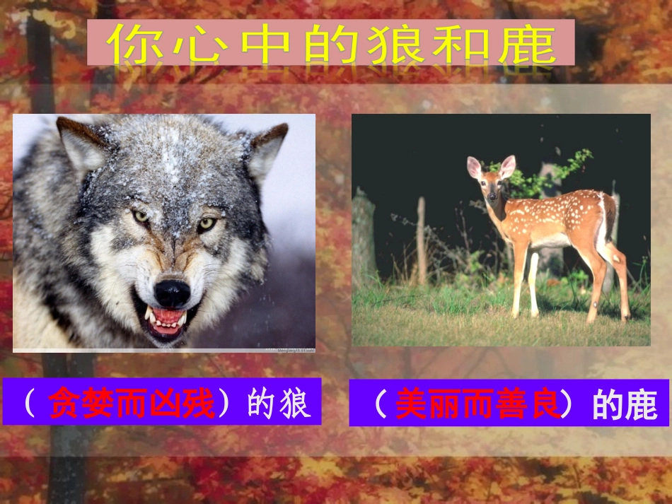 六年级上册《鹿与狼的故事》_第1页