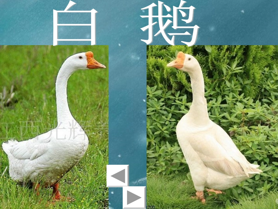 四年级语文《白鹅》课件_第2页