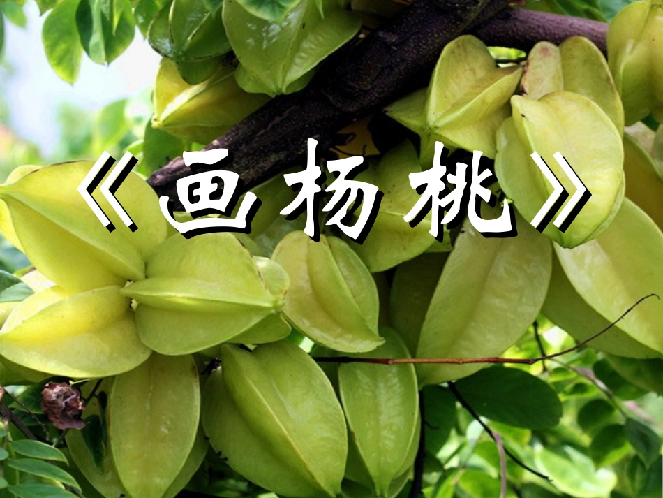 《画杨桃》PPT课件_第1页