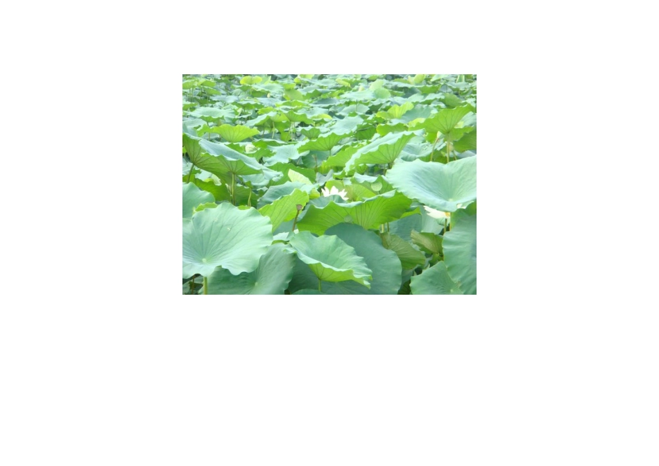 2015年高中地理24节气摄影素材12大暑_第2页