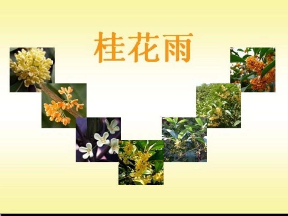 《桂花雨》PPT课件 (2)_第1页