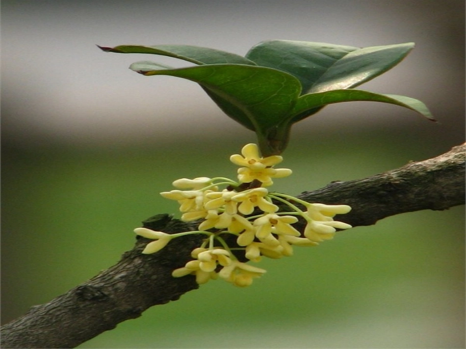 《桂花雨》PPT课件 (2)_第2页