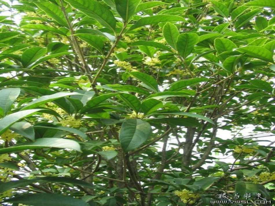 《桂花雨》PPT课件 (2)_第3页