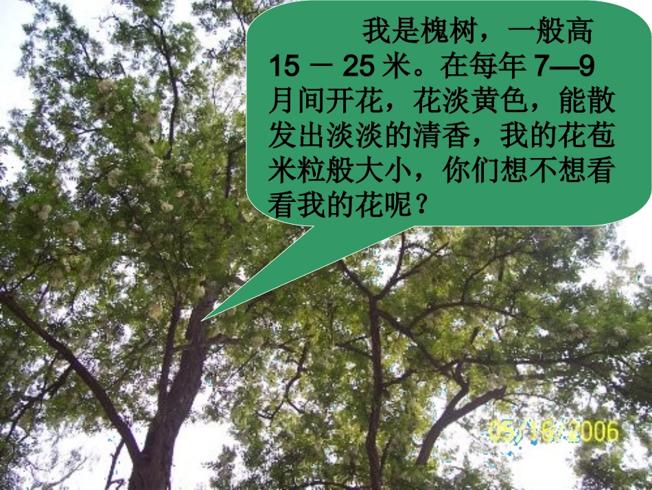 槐乡的孩子课件_第3页