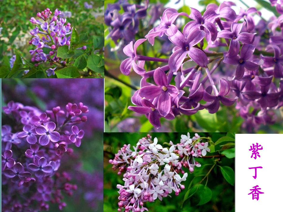 《一株紫丁香》_第2页