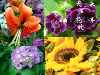 《一株紫丁香》