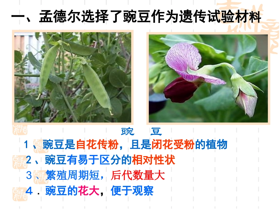 基因分离定律_第2页