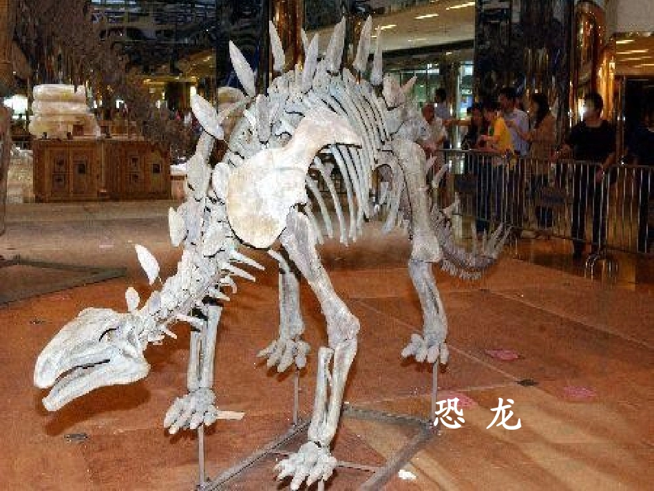 人教版语文二上33《活化石》课件1(5)_第2页