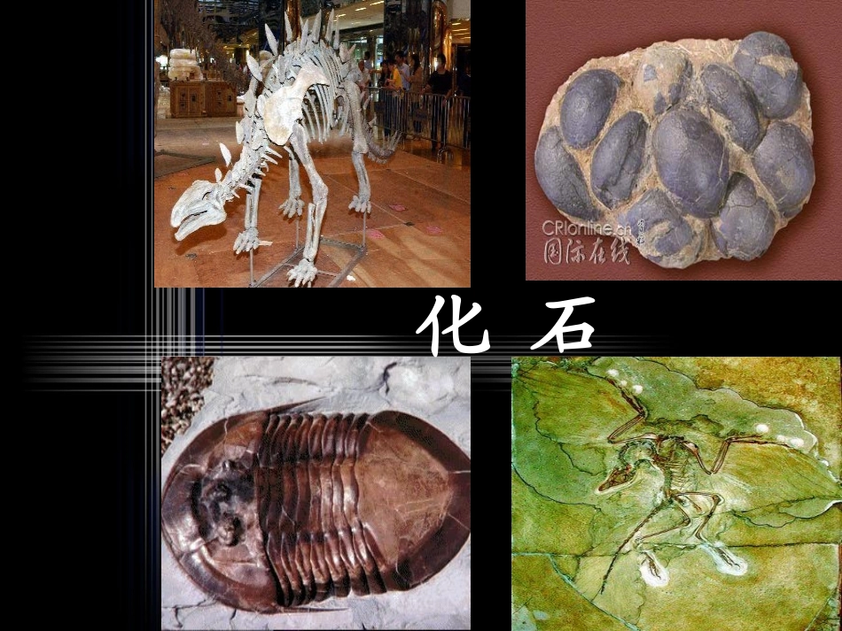 人教版语文二上33《活化石》课件1(5)_第3页