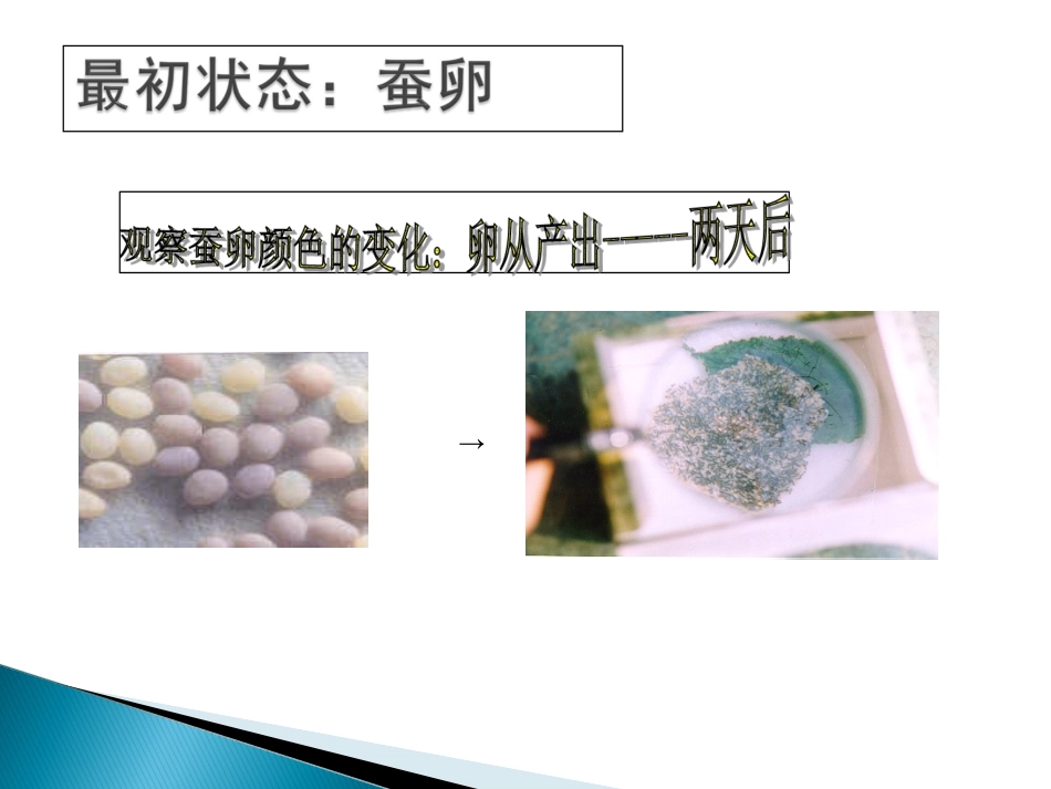 第2课、蚕的生长变化_第2页