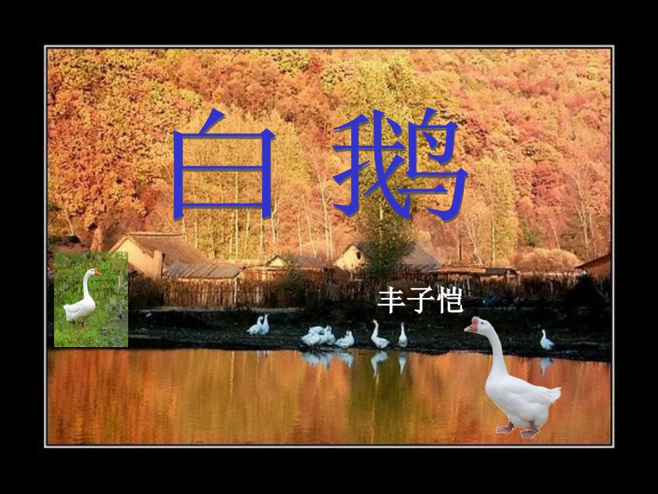 四年级上册13白鹅课件_第1页
