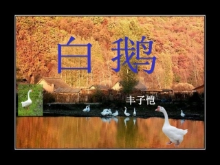 四年级上册13白鹅课件