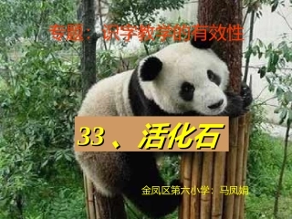 《活化石》教学课件