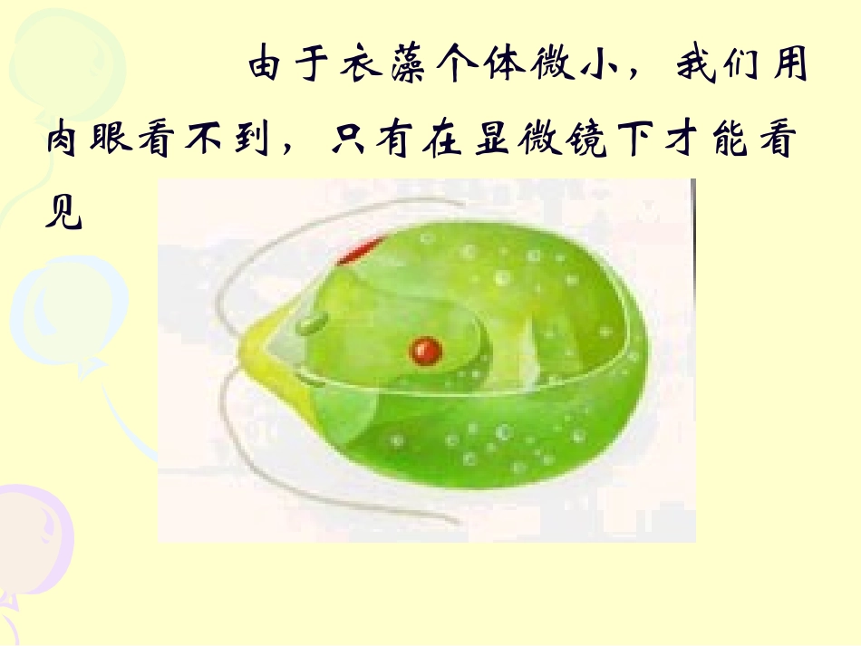 显微镜下的各种生物_第3页