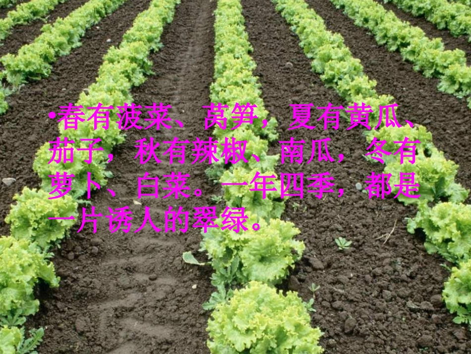 父亲的菜园课件_第3页