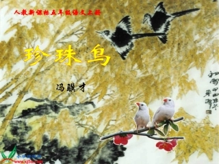 《珍珠鸟》课件