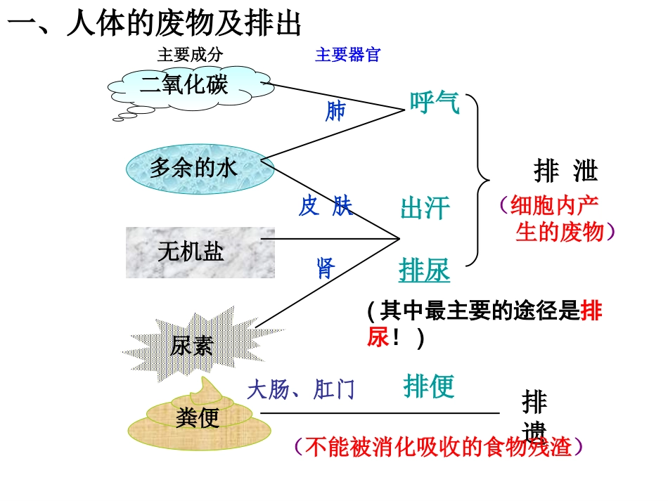 河北省安国市实验中学七年级生物下册第五章人体内废物的排出尿的形成和排出课件新版新人教版_第3页