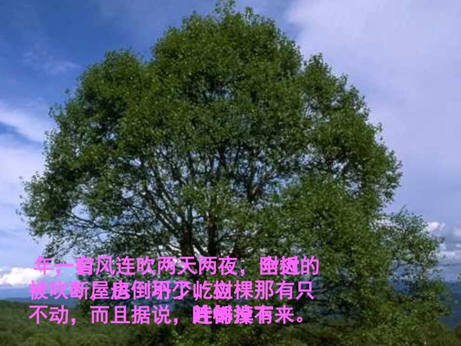 广东省广州市花都区赤坭中学九年级语文下册10那树课件2新人教版_第3页