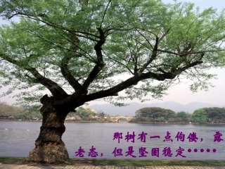 广东省广州市花都区赤坭中学九年级语文下册10那树课件2新人教版