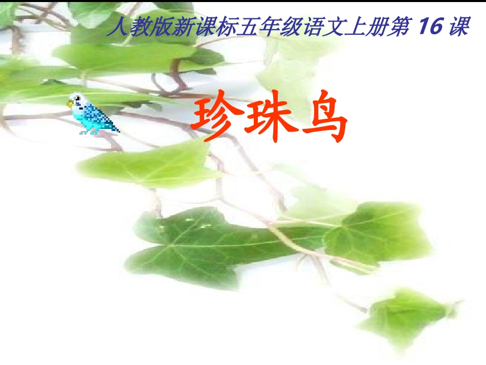《珍珠鸟》教学课件1(1)_第1页