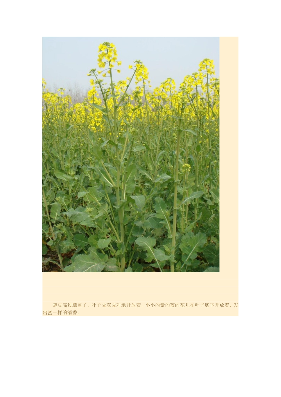 2015年高中地理24节气摄影素材4春分_第3页