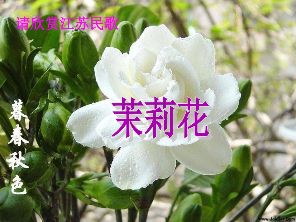 茉莉花课件1_第2页