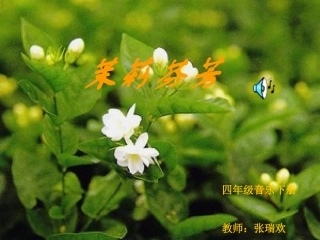 茉莉花课件1