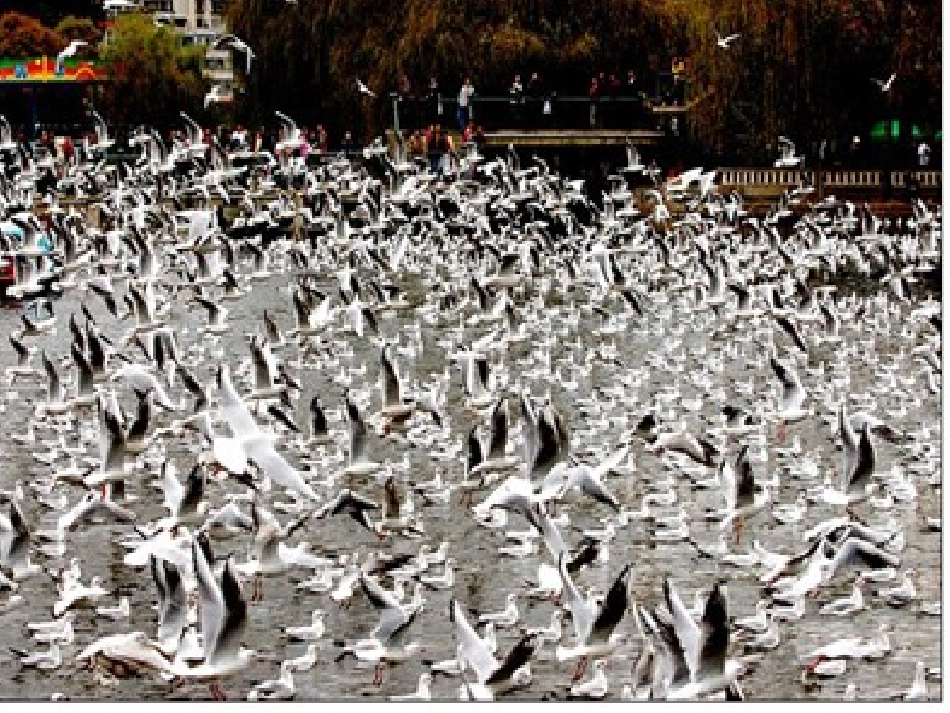 老人与海鸥 (2)_第2页